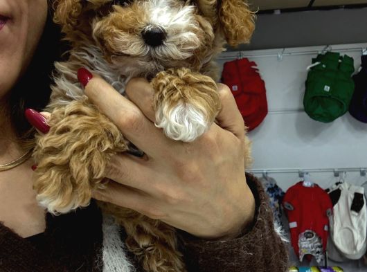 Malti̇poo Kore görsel
