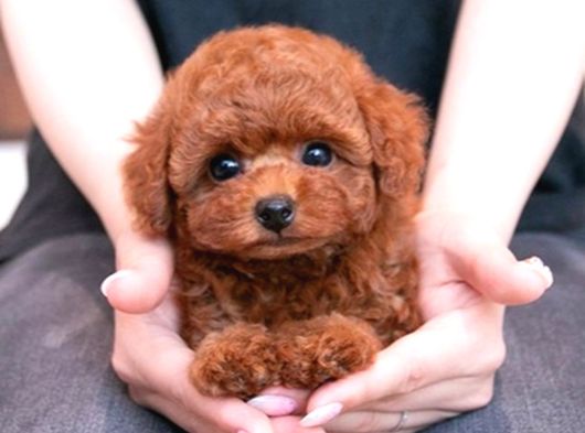 Teacup Kore Poodle Yavrularımız  görsel