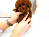 Teacup Kore Poodle Yavrularımız 