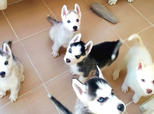 Safkan Husky Yavrulari görsel