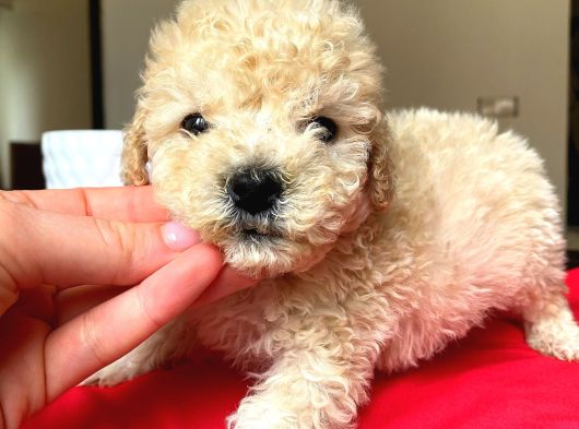 Safkan Malti̇poo Yavrulari görsel
