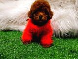 Dark Red Brown İsteyenlere Özel Yavrular