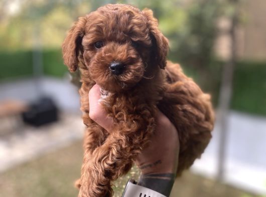 Poodle Yavrularımız görsel