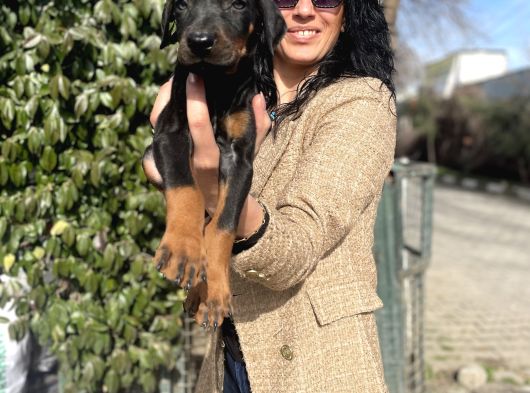 Doberman Yavrularım Sağlık Ve Irk Garantili
