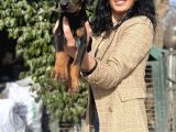 Doberman Yavrularım Sağlık Ve Irk Garantili