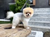 Tedy Face Pomeranian Boo