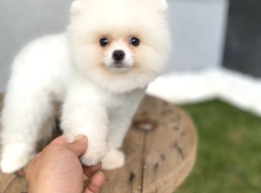 Pomeranian Güzelliği görsel
