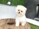 Pomeranian Güzelliği