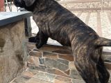 Dev Cane Corso Erkek Yavru