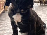 Dev Cane Corso Erkek Yavru