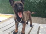 Malinois Yavrularım Sağlık Ve Irk Garantili
