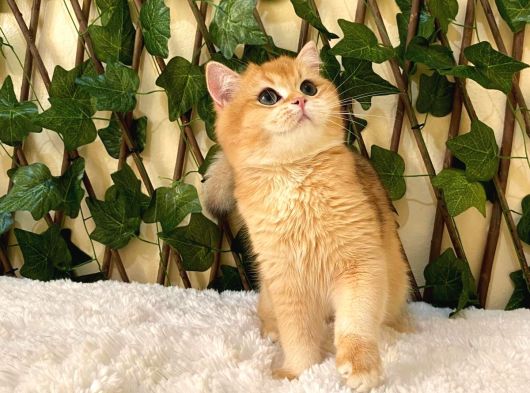 Ny12 British Shorthair Golden Erkek