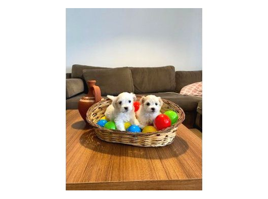 Ev Doğumu Maltese Bebekler