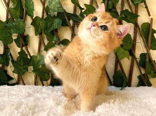 Ny12 British Shorthair Golden Erkek görsel