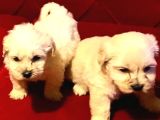 Maltipoo yavrularımız uygundur
