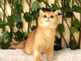 Ny12 British Shorthair Golden Erkek