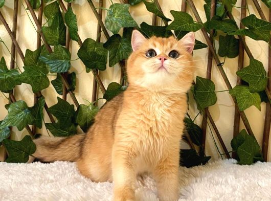 Ny12 British Shorthair Golden Erkek görsel