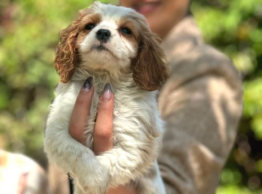 Cavalier Yavrularım Irk Ve Sağlık Garantilidir görsel