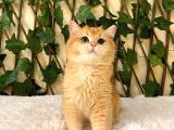 Ny12 British Shorthair Golden Erkek