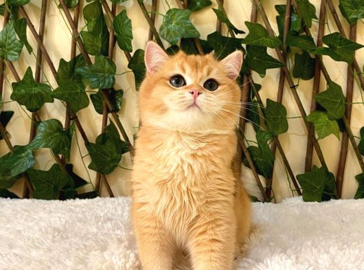 Ny12 British Shorthair Golden Erkek görsel