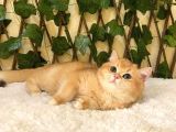 Ny12 British Shorthair Golden Erkek
