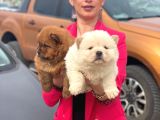 Chowchow yavrularım sağlık ve ırk garantilidir