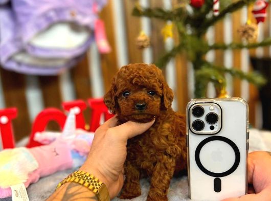 Poodle Yavrulrimiz görsel