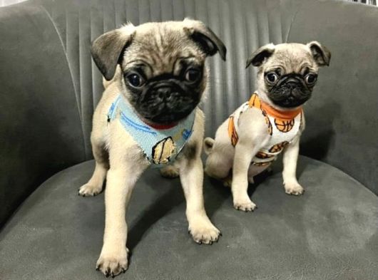 Hamburger Surat Gül Kuyruk Pug Mops Yavrular