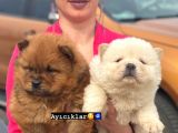 Chowchow Yavrularım Sağlık Ve Irk Garantilidir