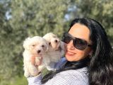 Maltese Yavrularım Sağlık Ve Irk Garantilid