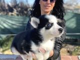 Husky Yavrularım Sağlık Ve Irk Garantili
