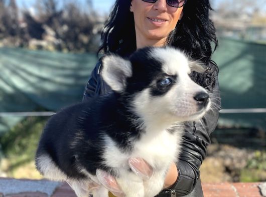 Husky Yavrularım Sağlık Ve Irk Garantili görsel
