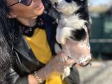Husky Yavrularım Sağlık Ve Irk Garantili