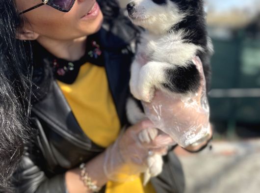 Husky Yavrularım Sağlık Ve Irk Garantili görsel