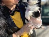 Husky Yavrularım Sağlık Ve Irk Garantili