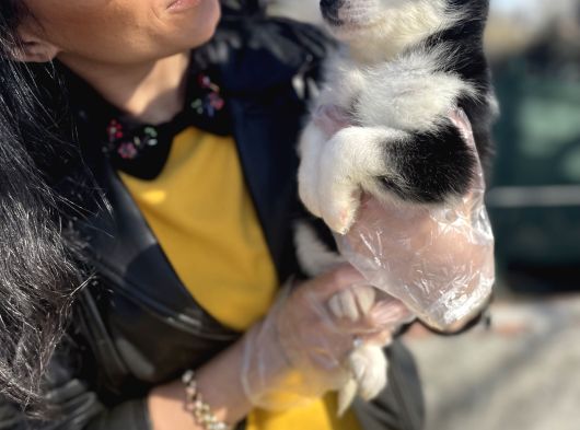 Husky Yavrularım Sağlık Ve Irk Garantili görsel