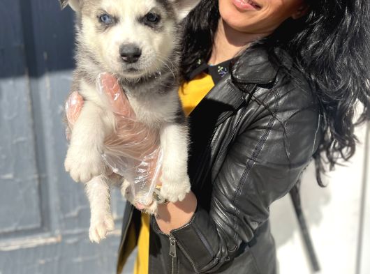 Husky Yavrularım Sağlık Ve Irk Garantili