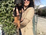 Doberman Yavrularım Sağlık Ve Irk Garantilidi