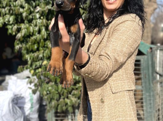Doberman Yavrularım Sağlık Ve Irk Garantilidi