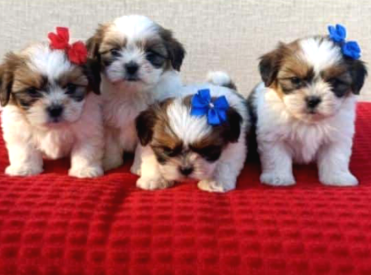 Mini boy kore shih tzu bebekler