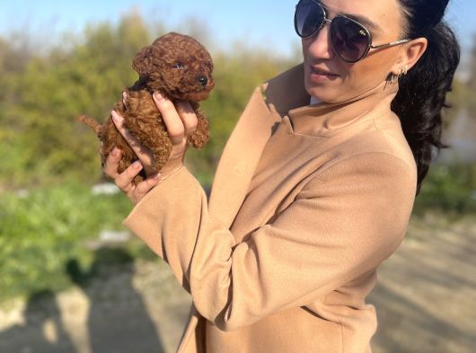 Toy Poddle Yavrularım Sağlık Ve Irk Garantilidir görsel