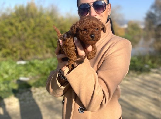 Toy Poddle Yavrularım Sağlık Ve Irk Garantilidir
