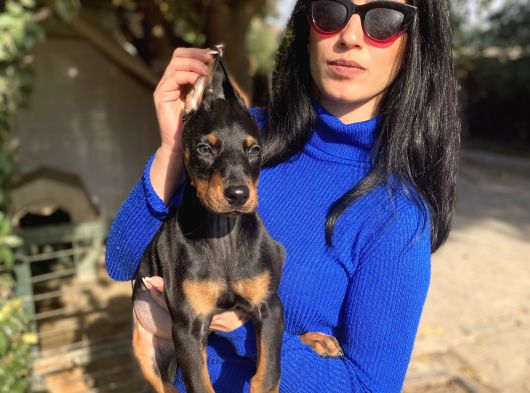 Doberman Yavrularım Sağlık Ve Irk Garantili görsel