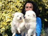 Samoyed Yavrularım Sağlık Ve Irk Garantilidşr