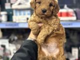 Red Brown Maltipoo Yavrularımız