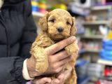 Red Brown Maltipoo Yavrularımız