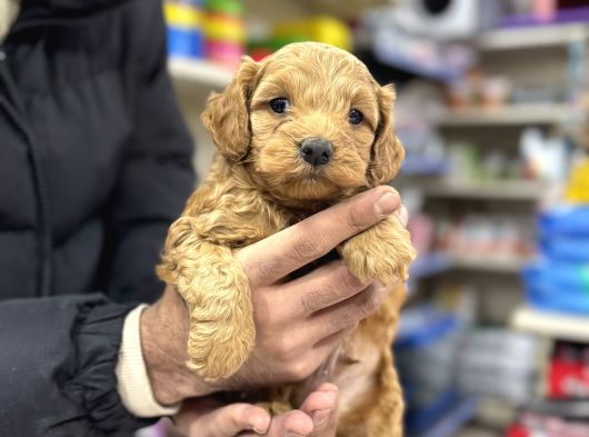 Red Brown Maltipoo Yavrularımız görsel