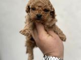Toy Poodle Miniklerimiz Sıfır Boy Daha Miniğini Bulamazsınız