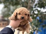 Toy Poodle Miniklerimiz Sıfır Boy Daha Miniğini Bulamazsınız