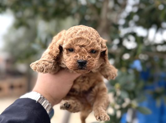 Toy Poodle Miniklerimiz Sıfır Boy Daha Miniğini Bulamazsınız görsel